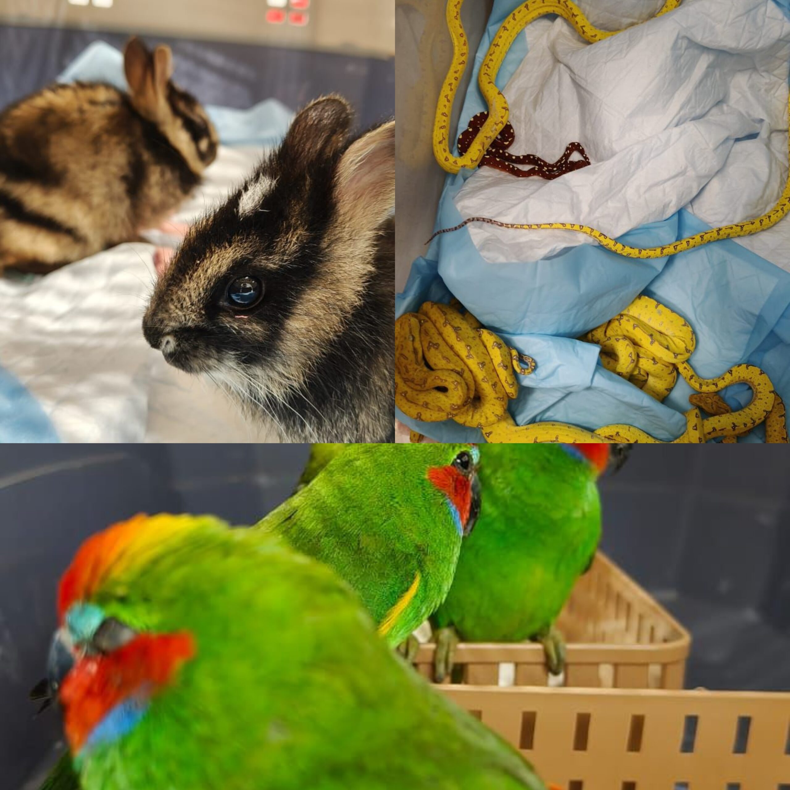 Pune Crime: पुणे विमानतळावर चॉकलेट बॉक्समधून वन्यजीव तस्करी उघड; साप, ससे आणि पोपट जप्त